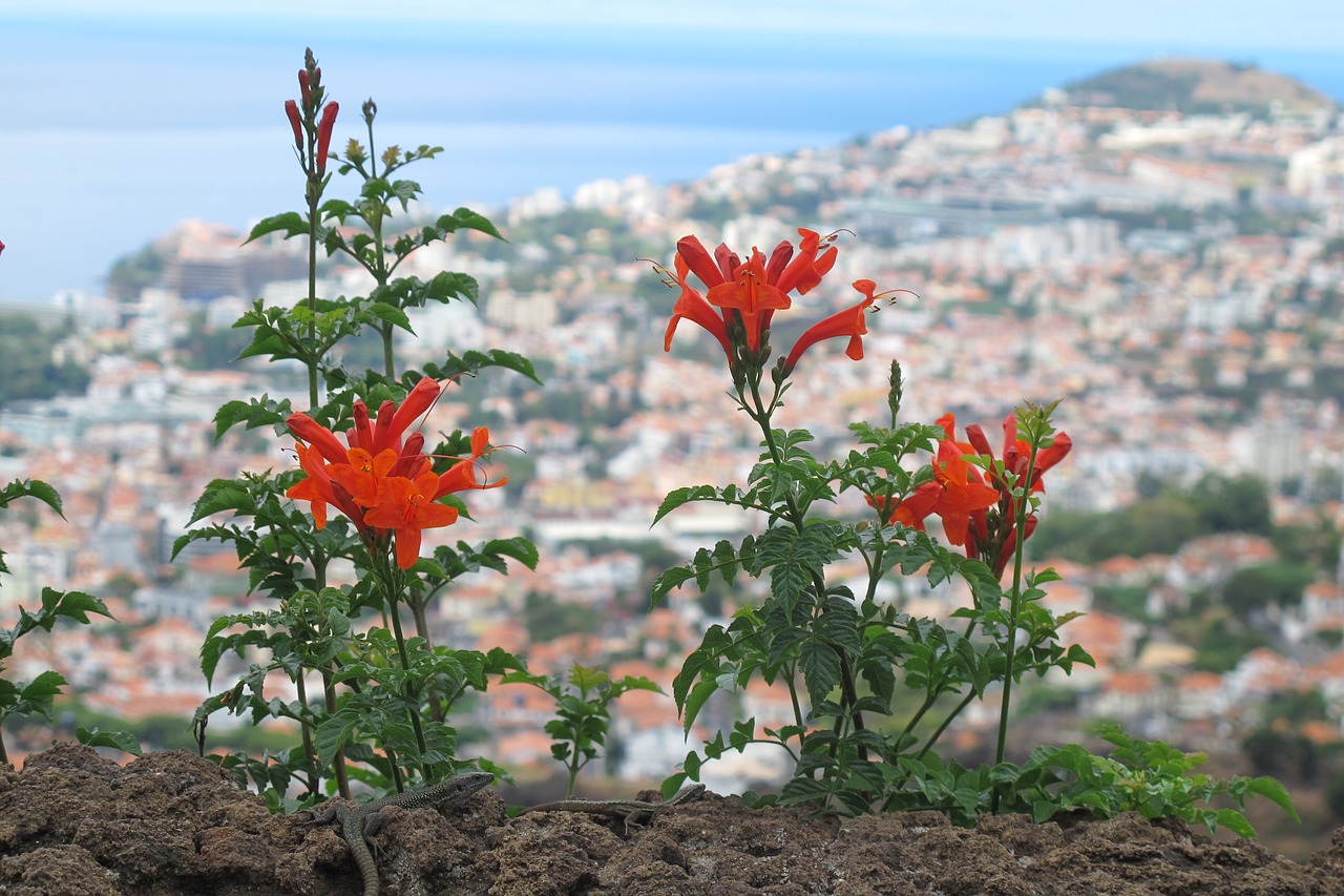 Image - flower close madeira from above
