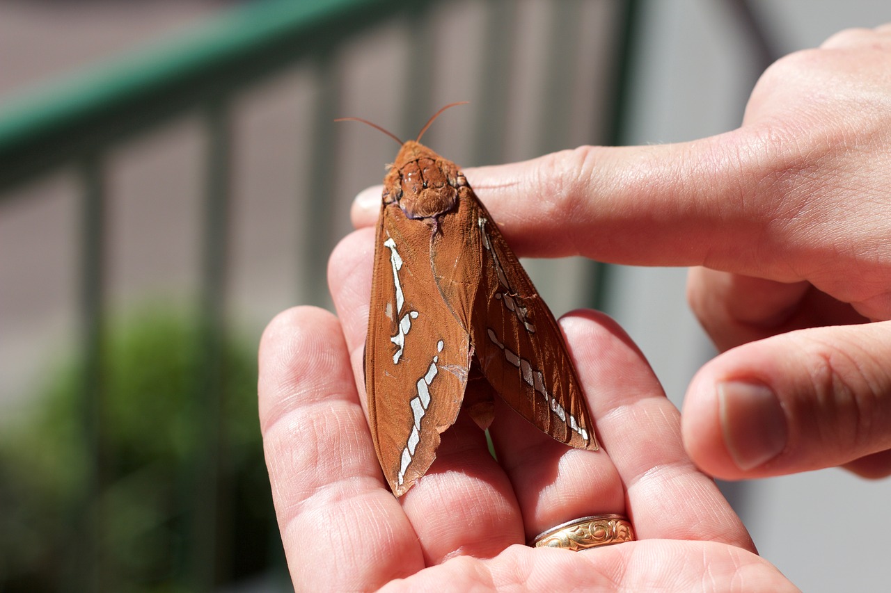 Image - moth hawk moth insect animal wing