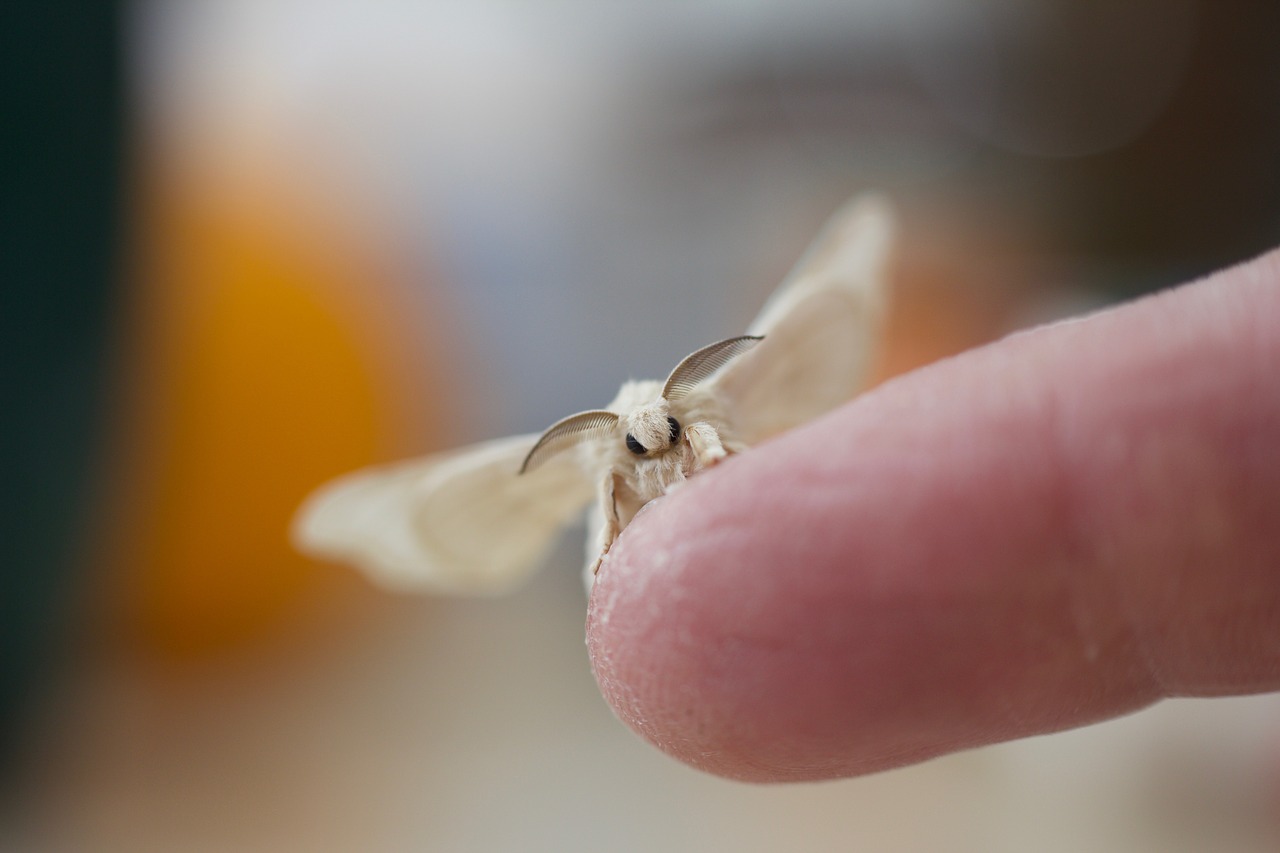 Image - silk moth insect moth silk