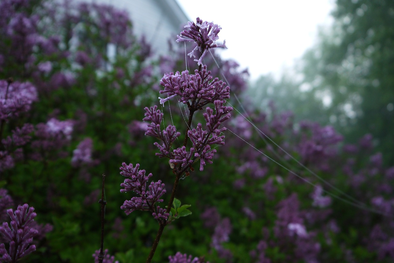 Image - web fog morning dew flower purple