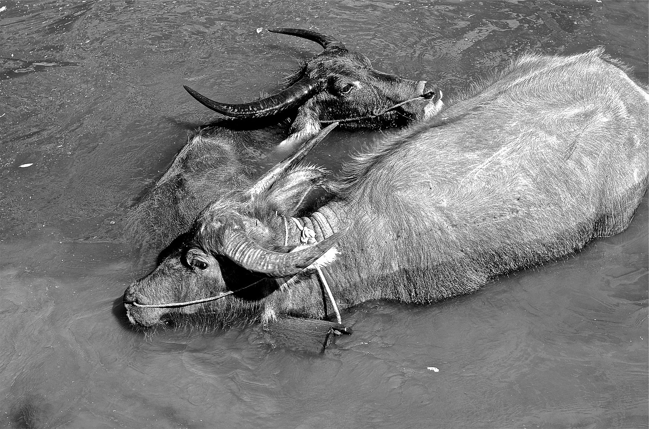 Image - yaks animals hors water