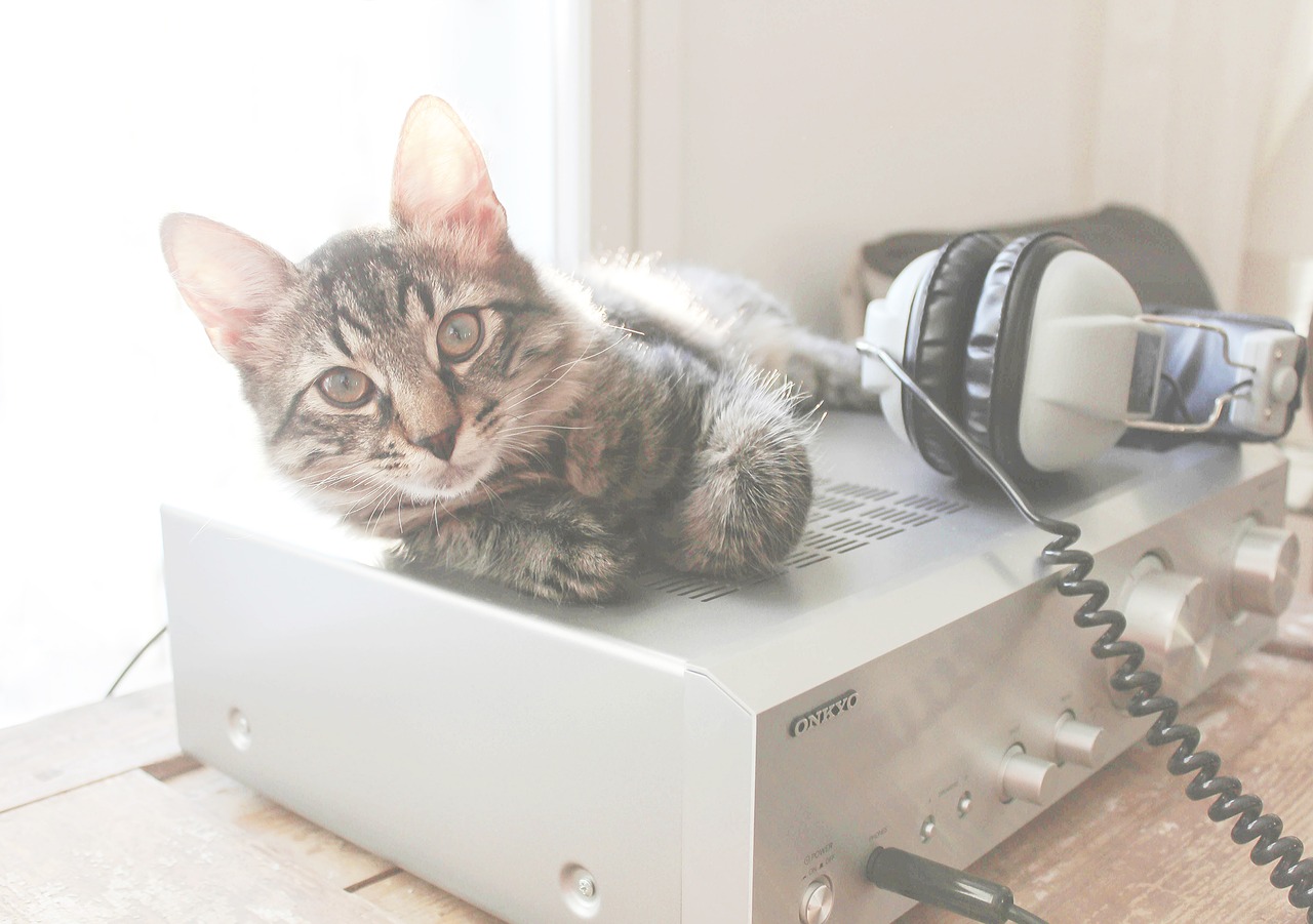 Image - cat amplifier headphones springtime