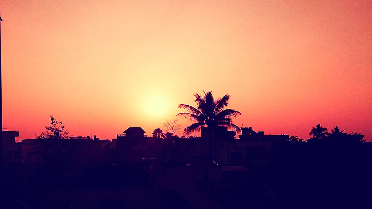 Image - sunset dusk palm trees tropical