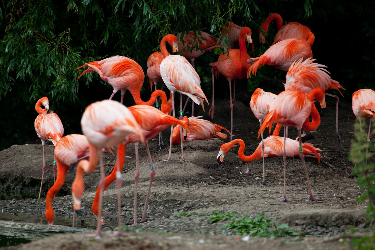 Image - africa animal beak bird color