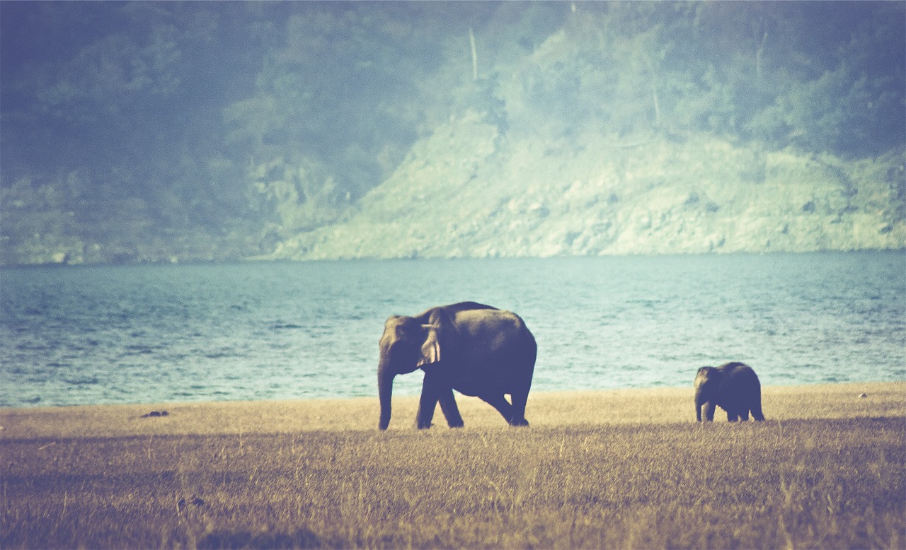 Image - elephants animals grass field lake