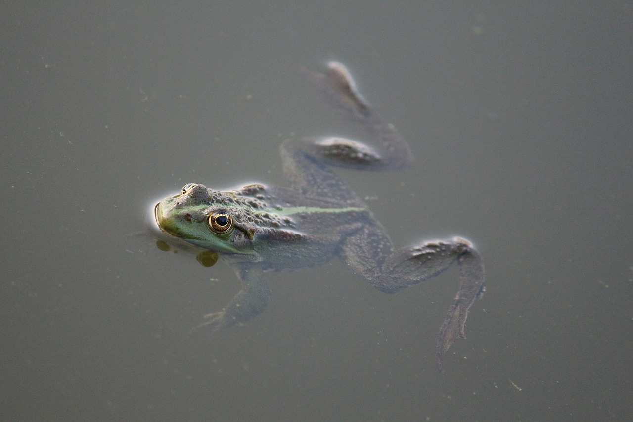 Image - frog amphibian water swamp pond