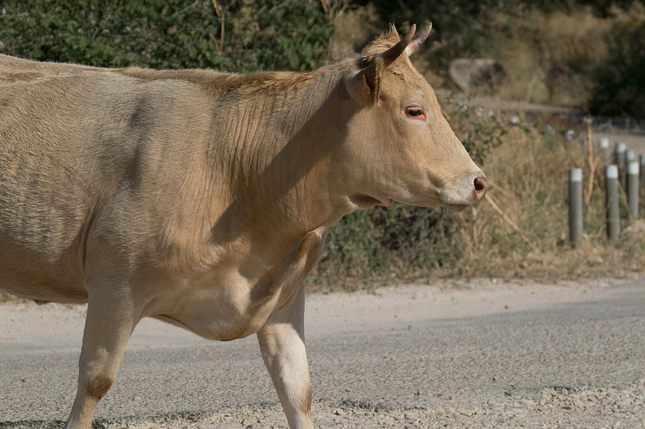 Image - manzanares spain cow cattle bovine