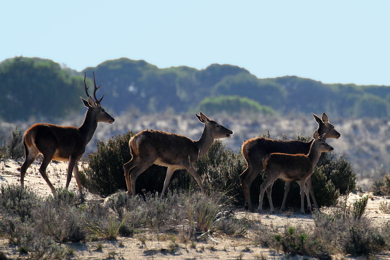 Image - doñana national park spain