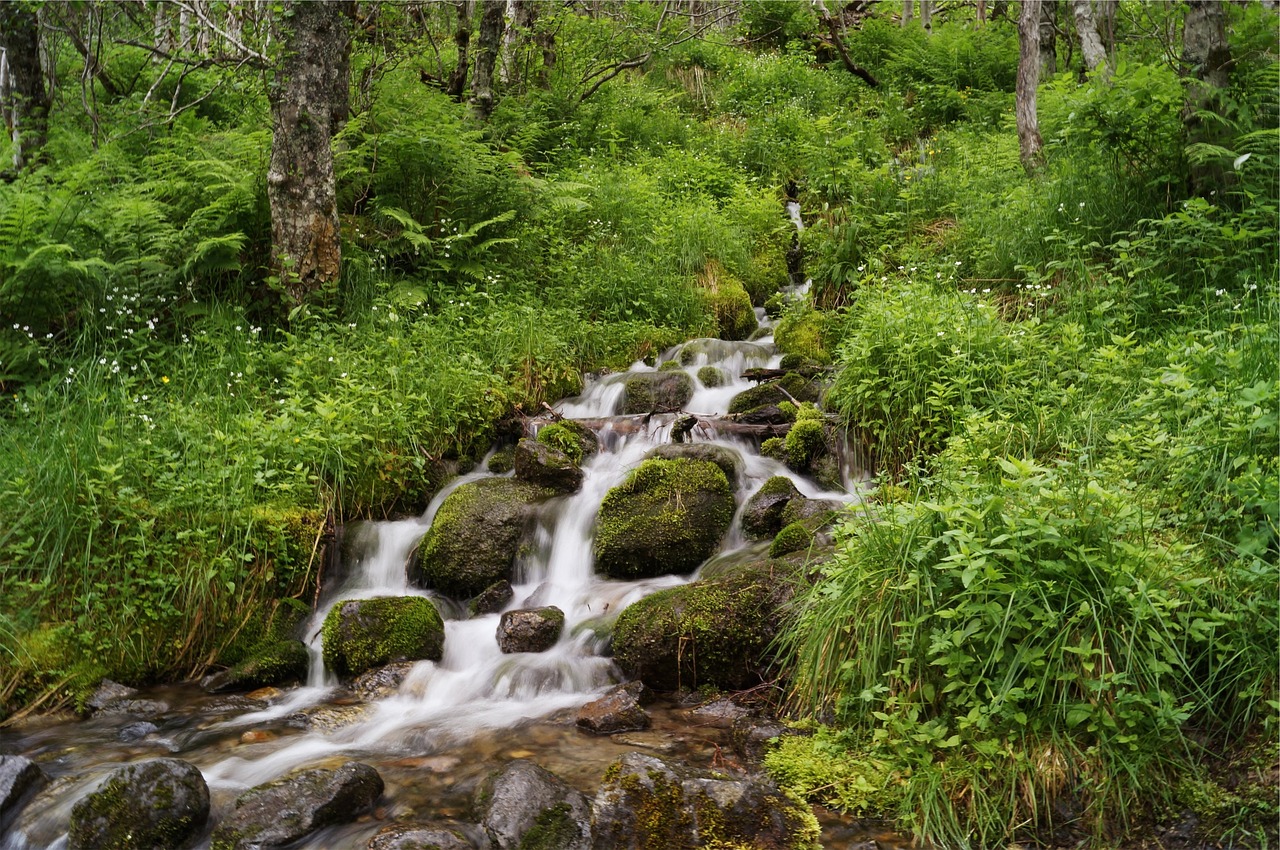 Image - stream water rocks moss plants