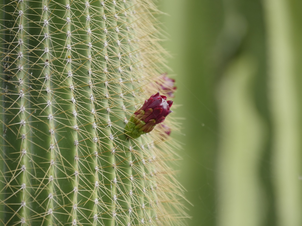 Image - cactus green red fruit blossom