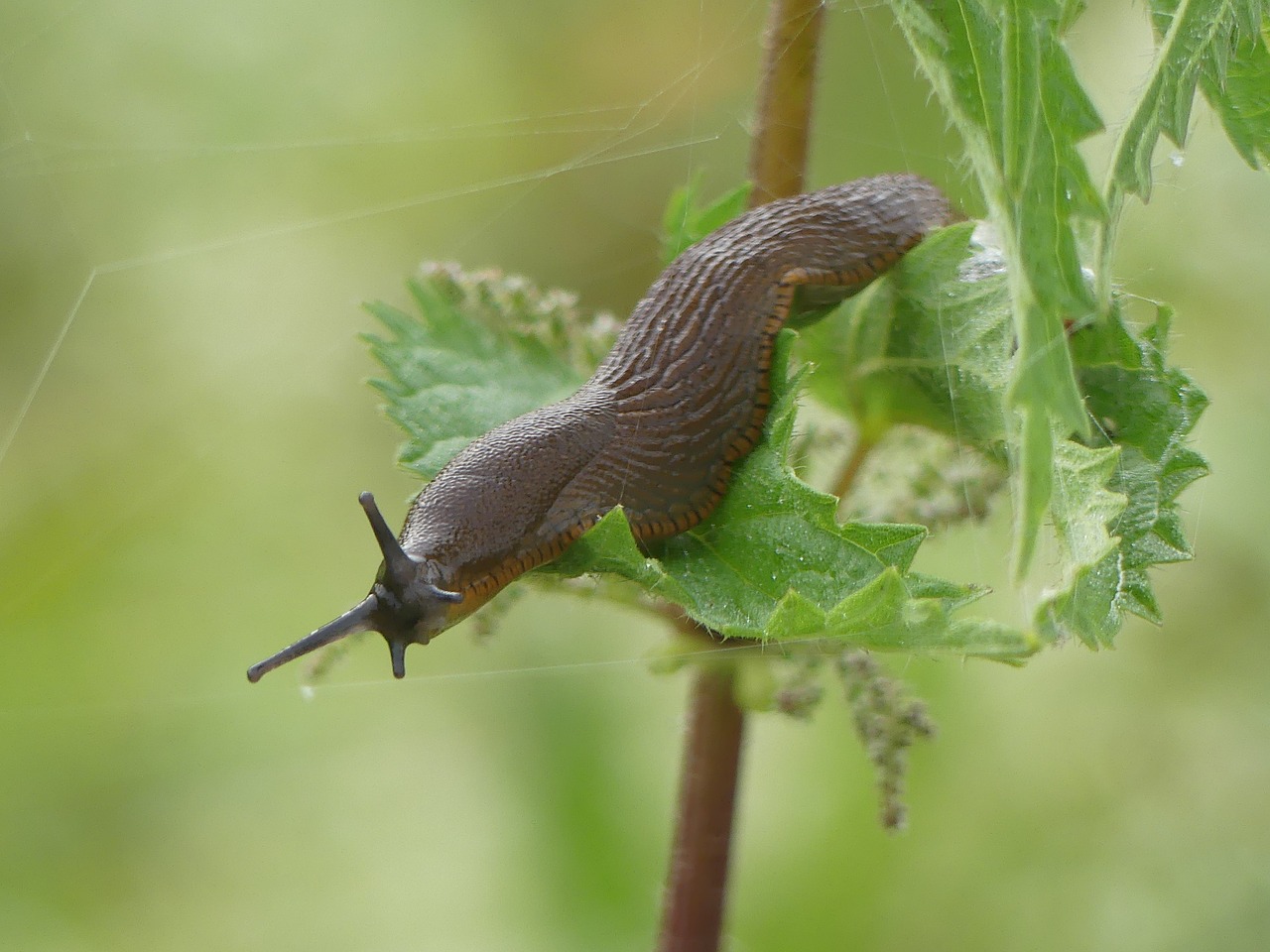 Image - snail slug mucus land snail crawl