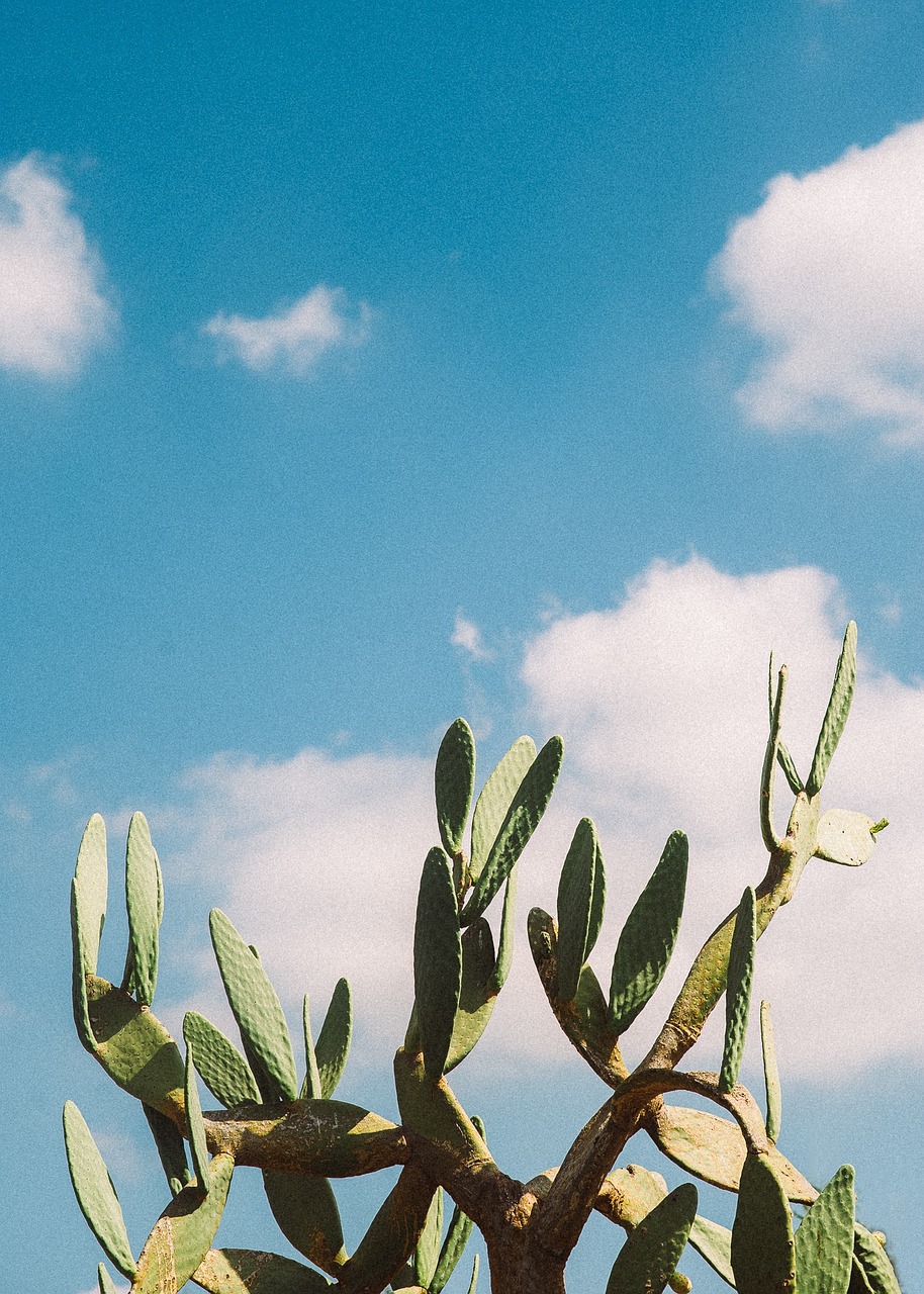 Image - sunshine plant sky blue