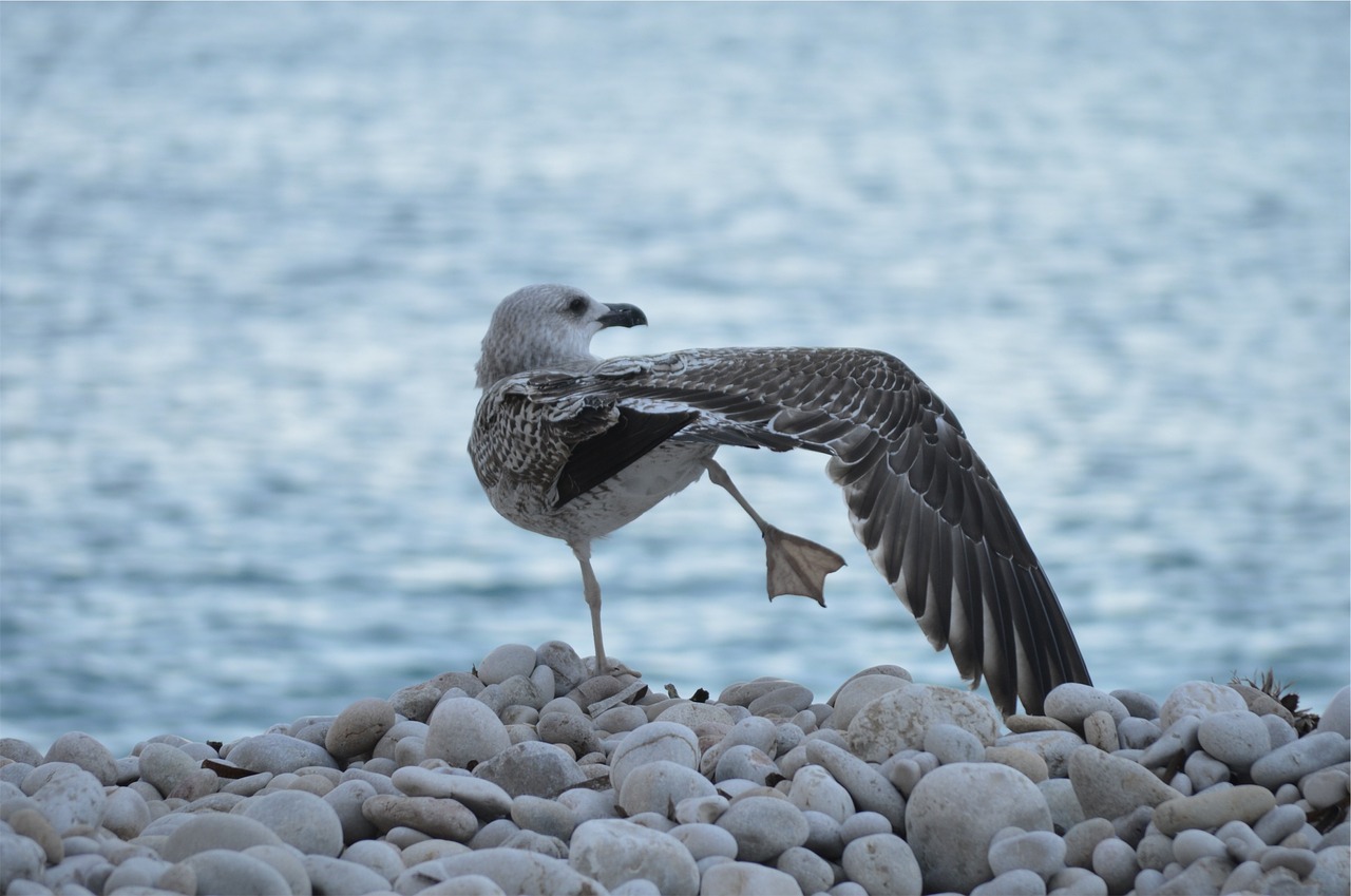 Image - bird wings pebbles