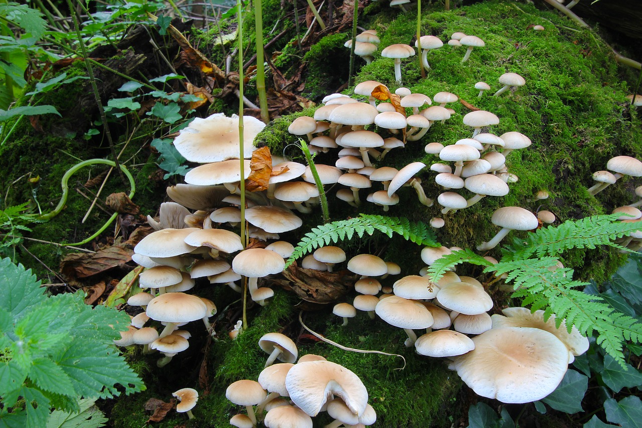 Image - fungi toadstools fungus forest