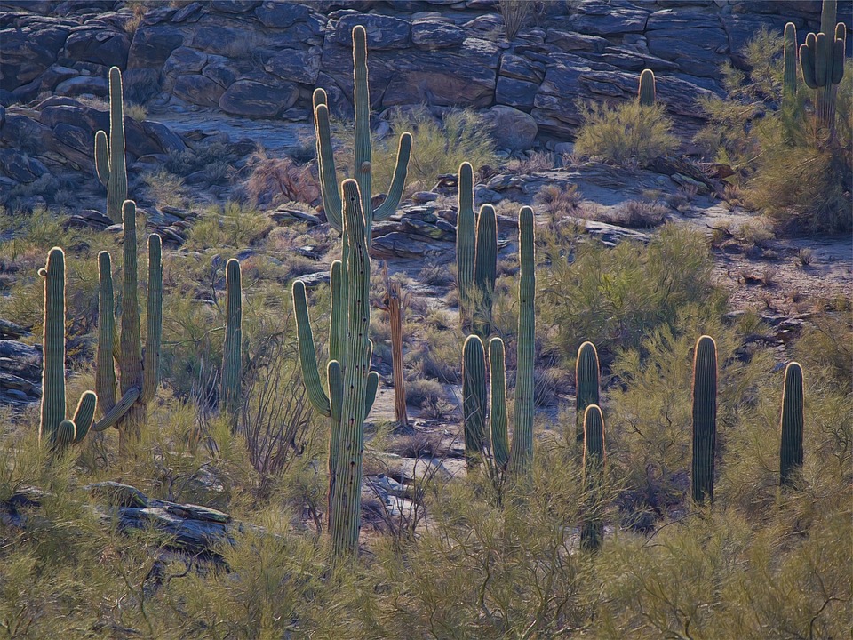 Image - cactus cacti plants