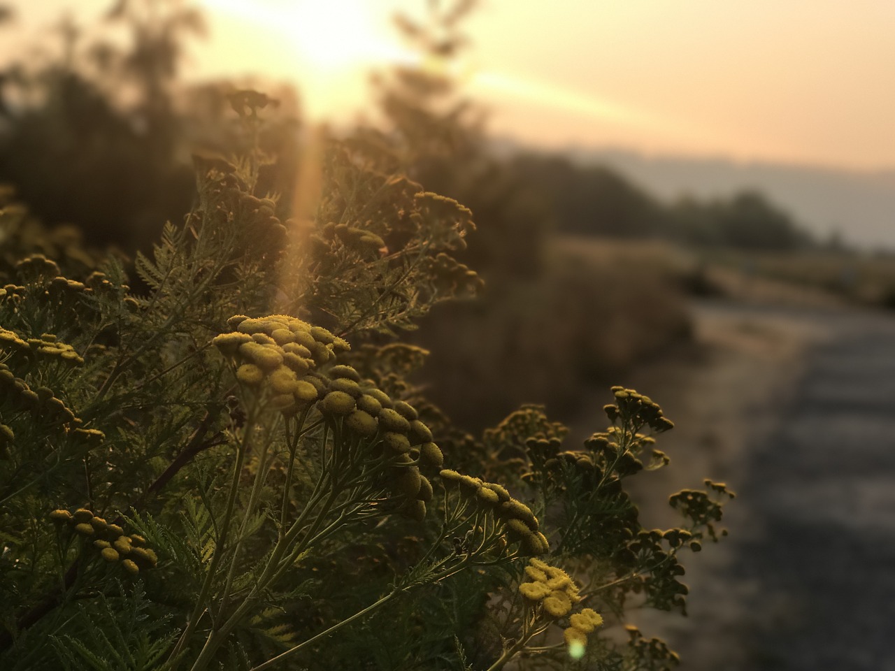 Image - sunset country road flowers weeds