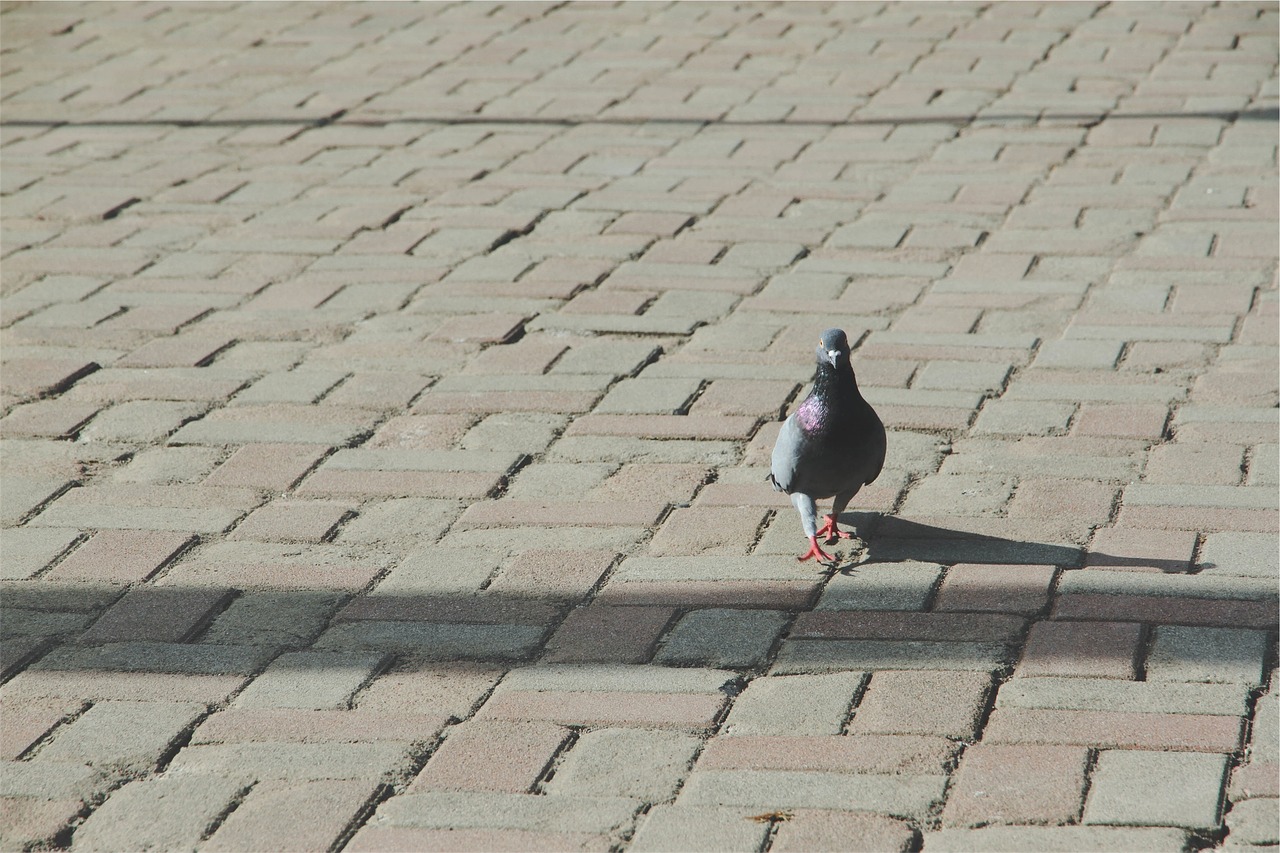 Image - pigeon bird cobblestone