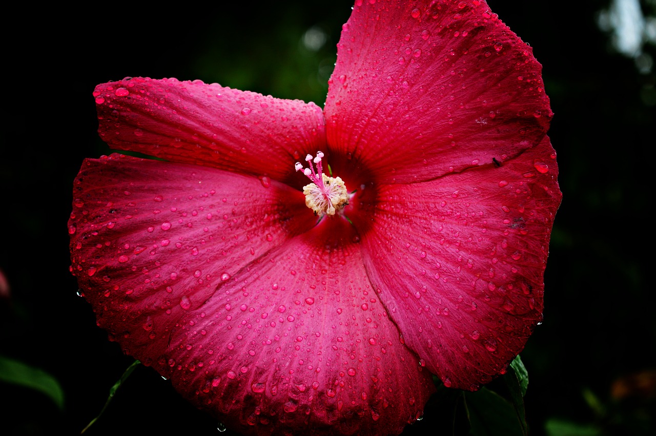 Image - hibiscus flower swamp hibiscus