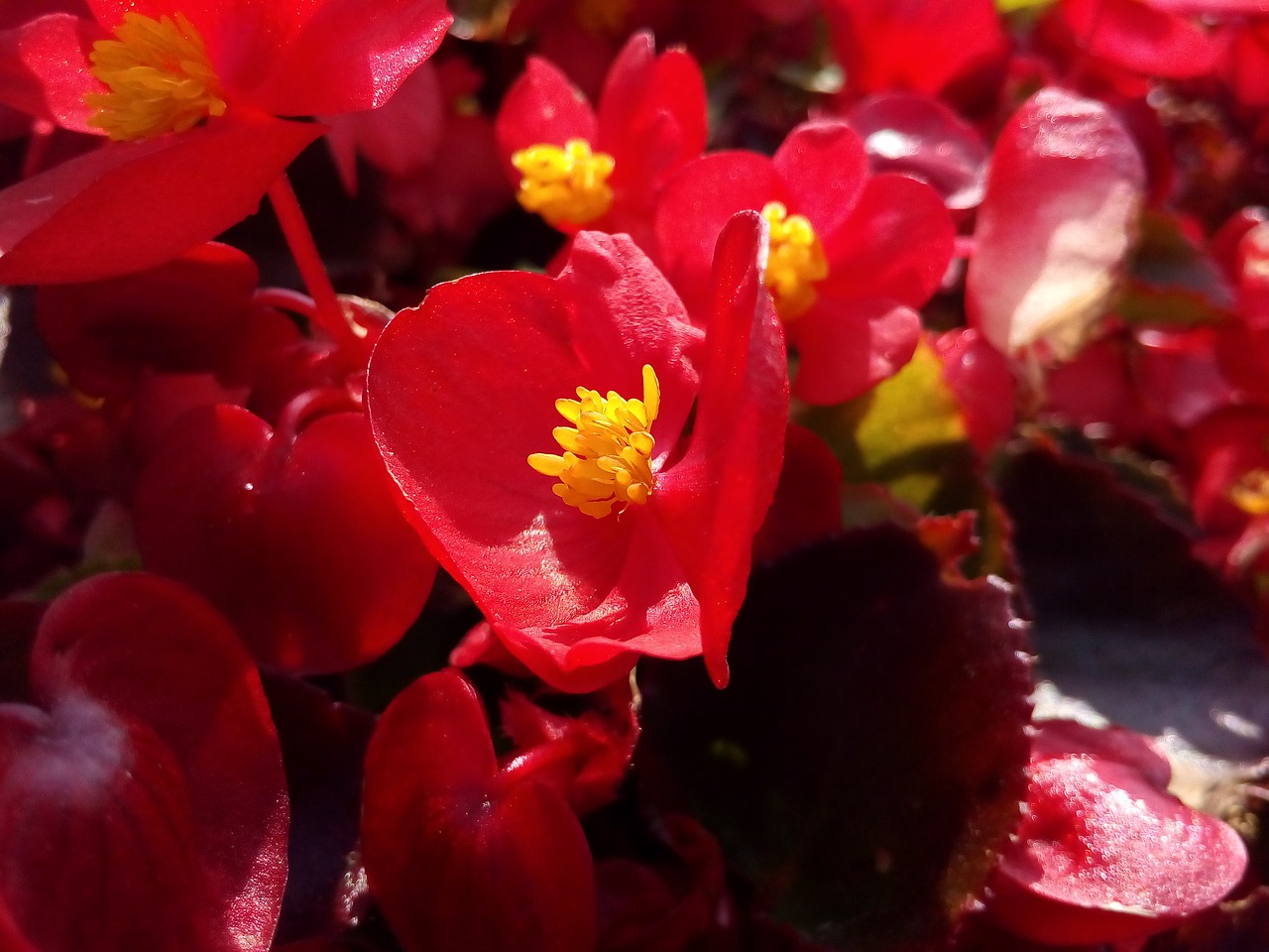 Image - red flower begonia flower bed