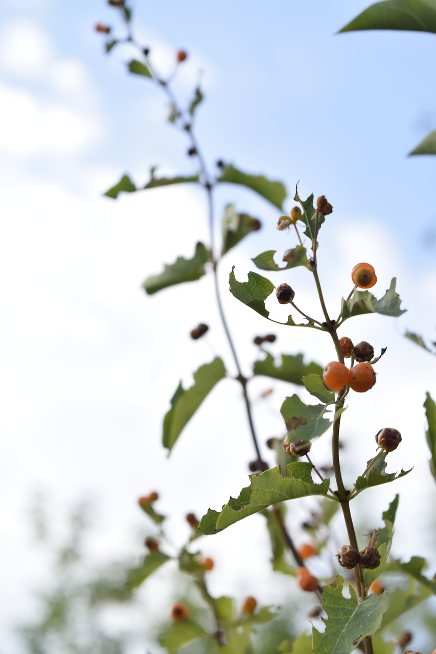 Image - plants grass berry