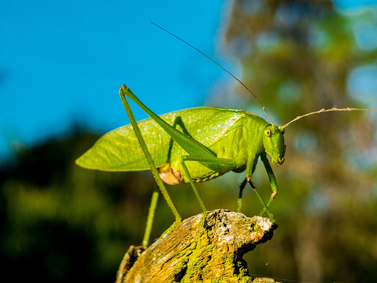 Image - grasshopper insect close green