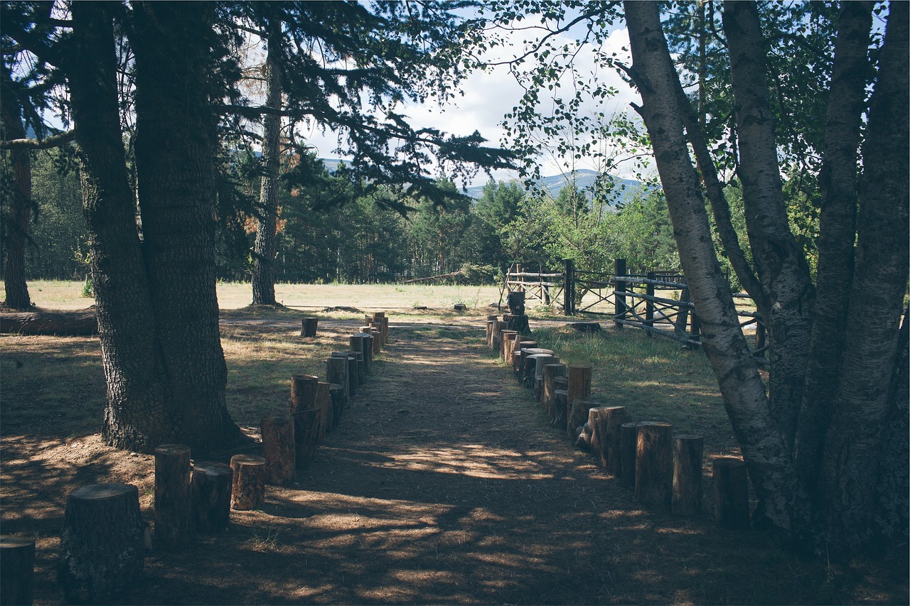Image - park path trees tree stumps