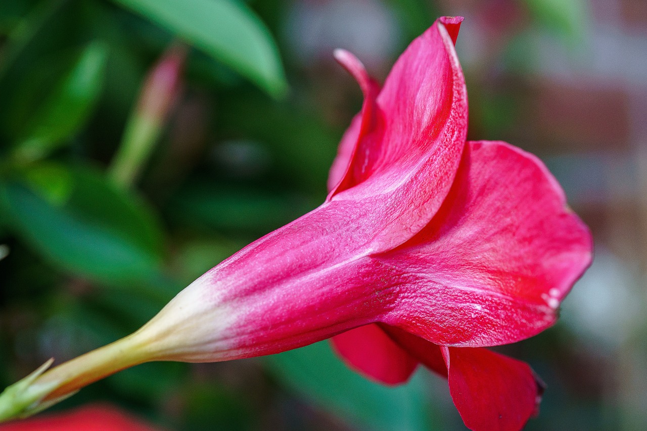 Image - funnel flower blossom bloom flower