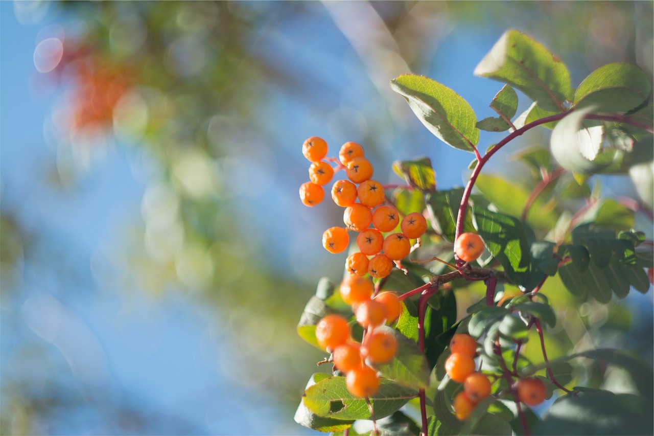 Image - orange berries trees leaves