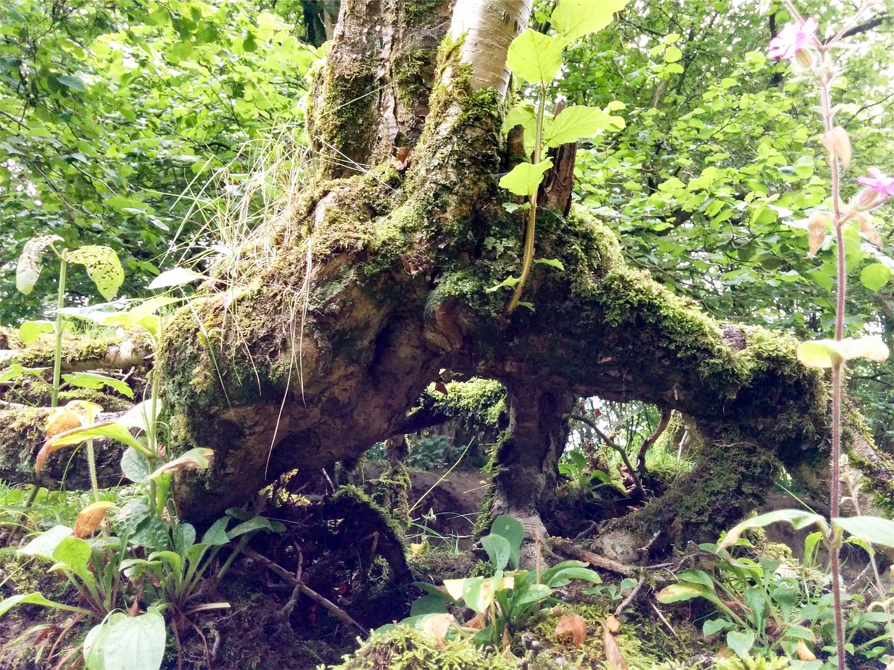 Image - trees stump roots leaves forest