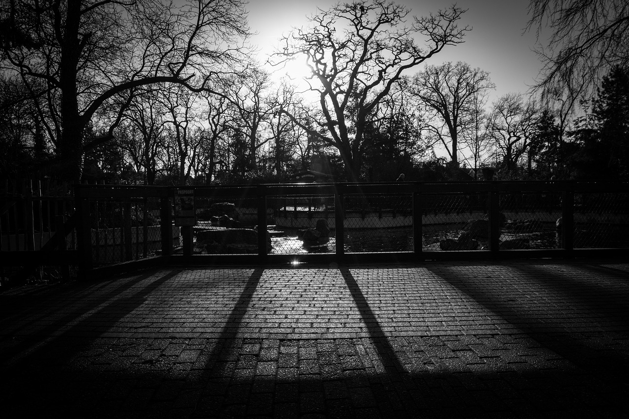 Image - trees fence cobblestone shadows