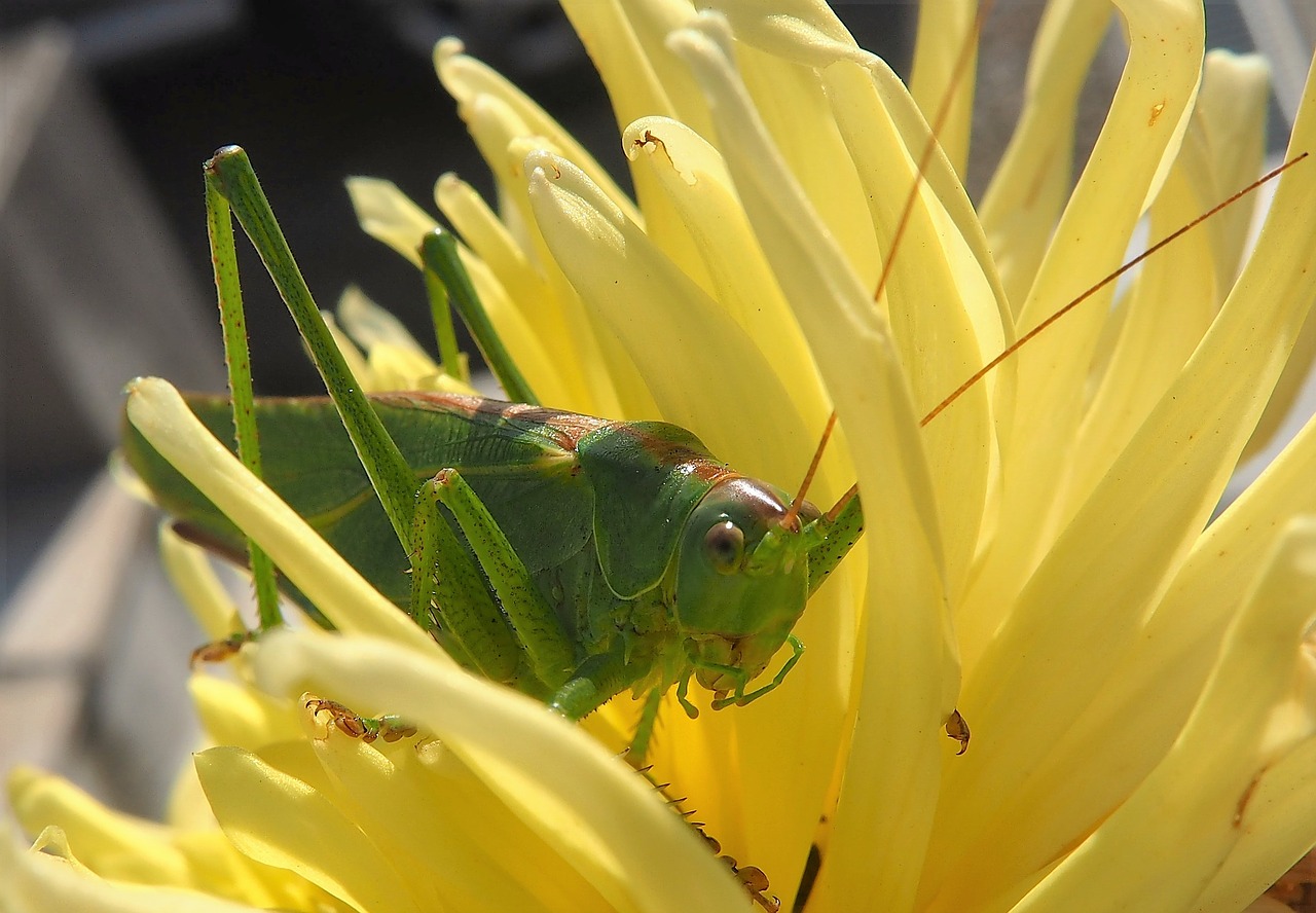 Image - grasshopper garden blossom bloom