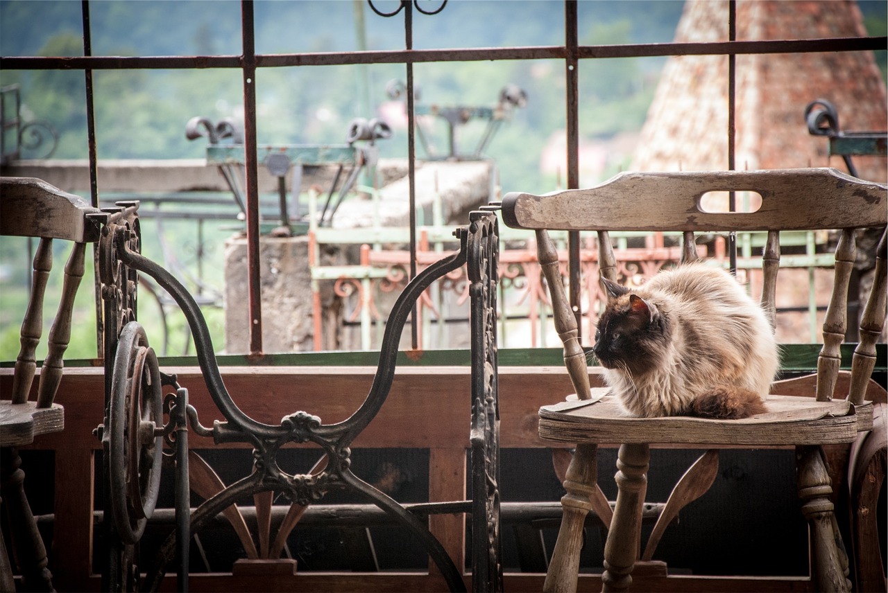 Image - cat pet wood