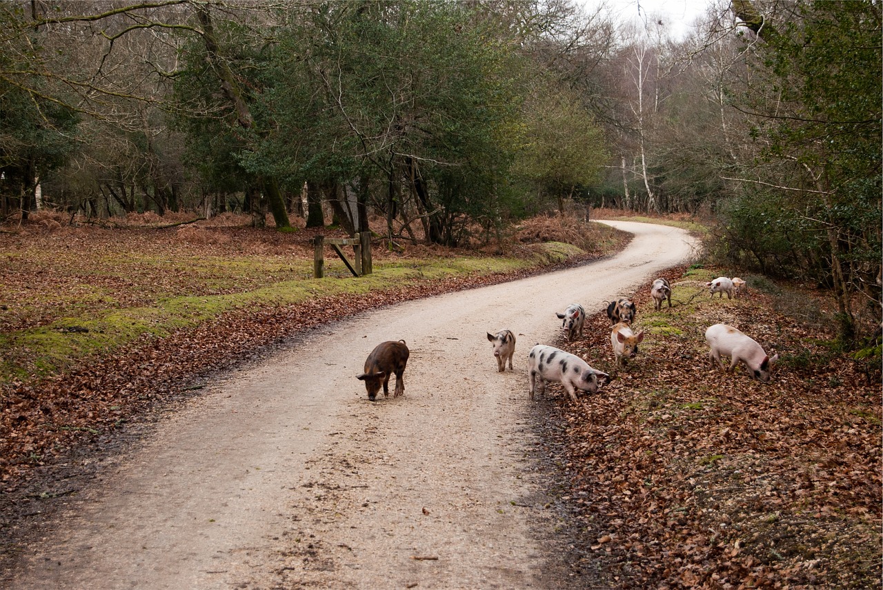 Image - pigs animals dirt road leaves