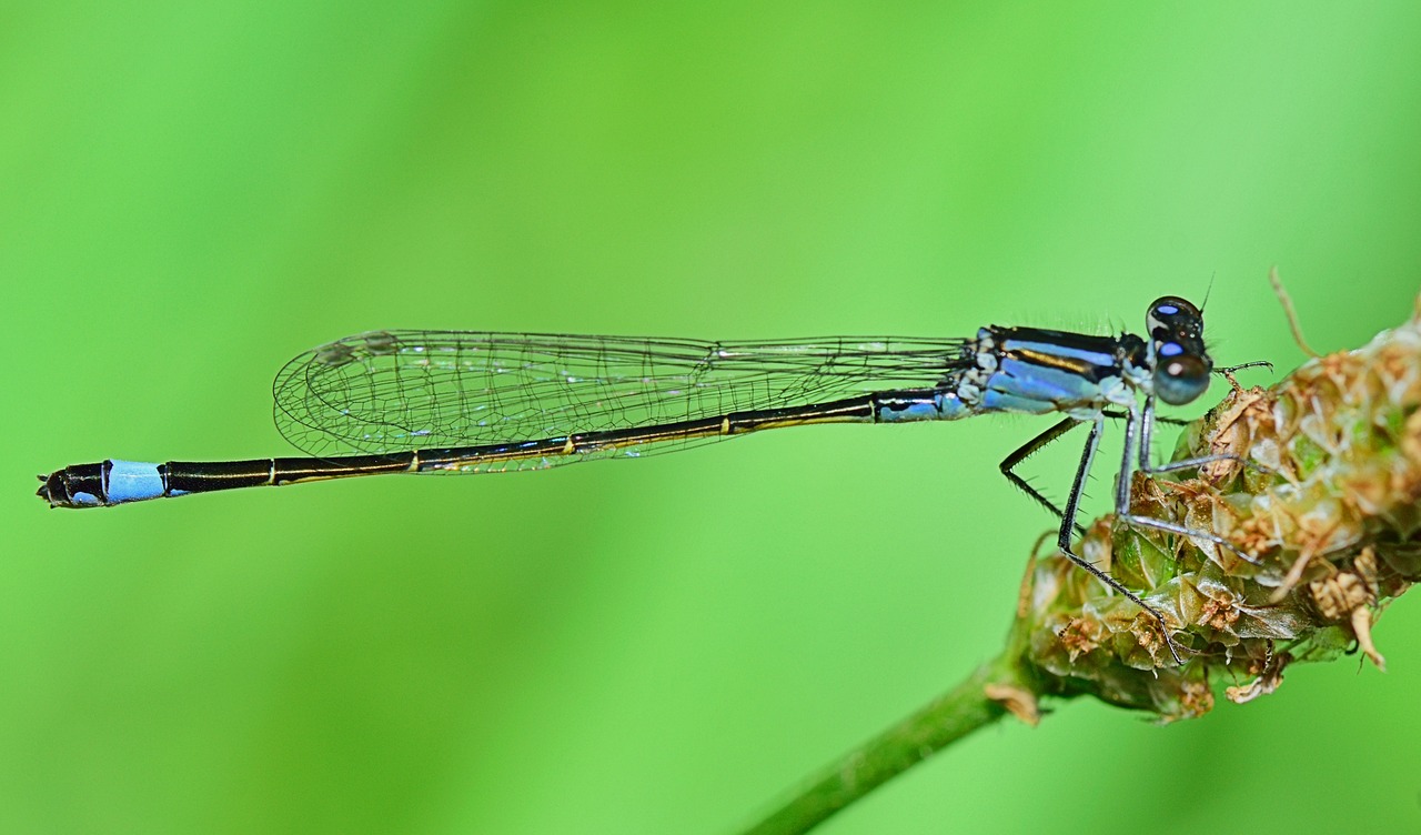 Image - dragonfly insect flying insects