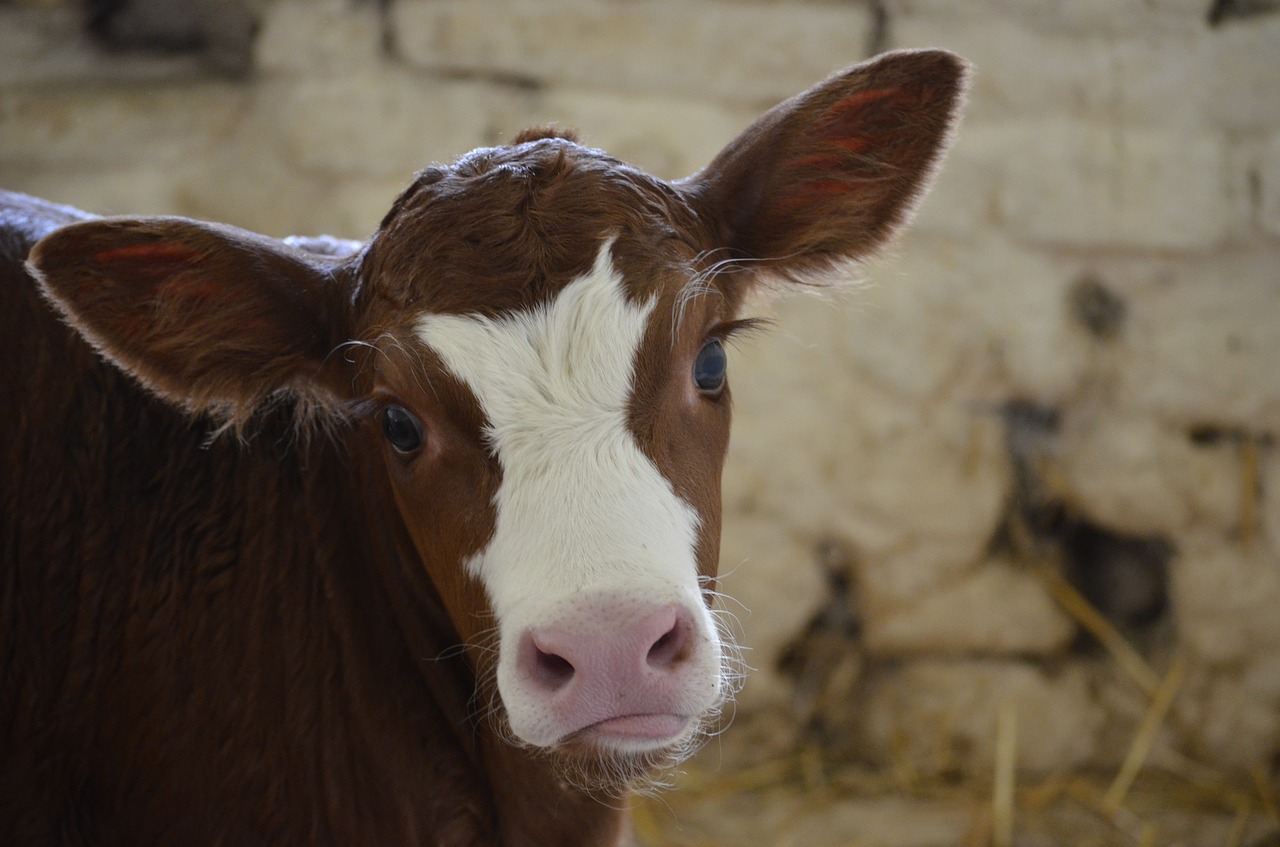 Image - eyes eyelashes big ears calf cow