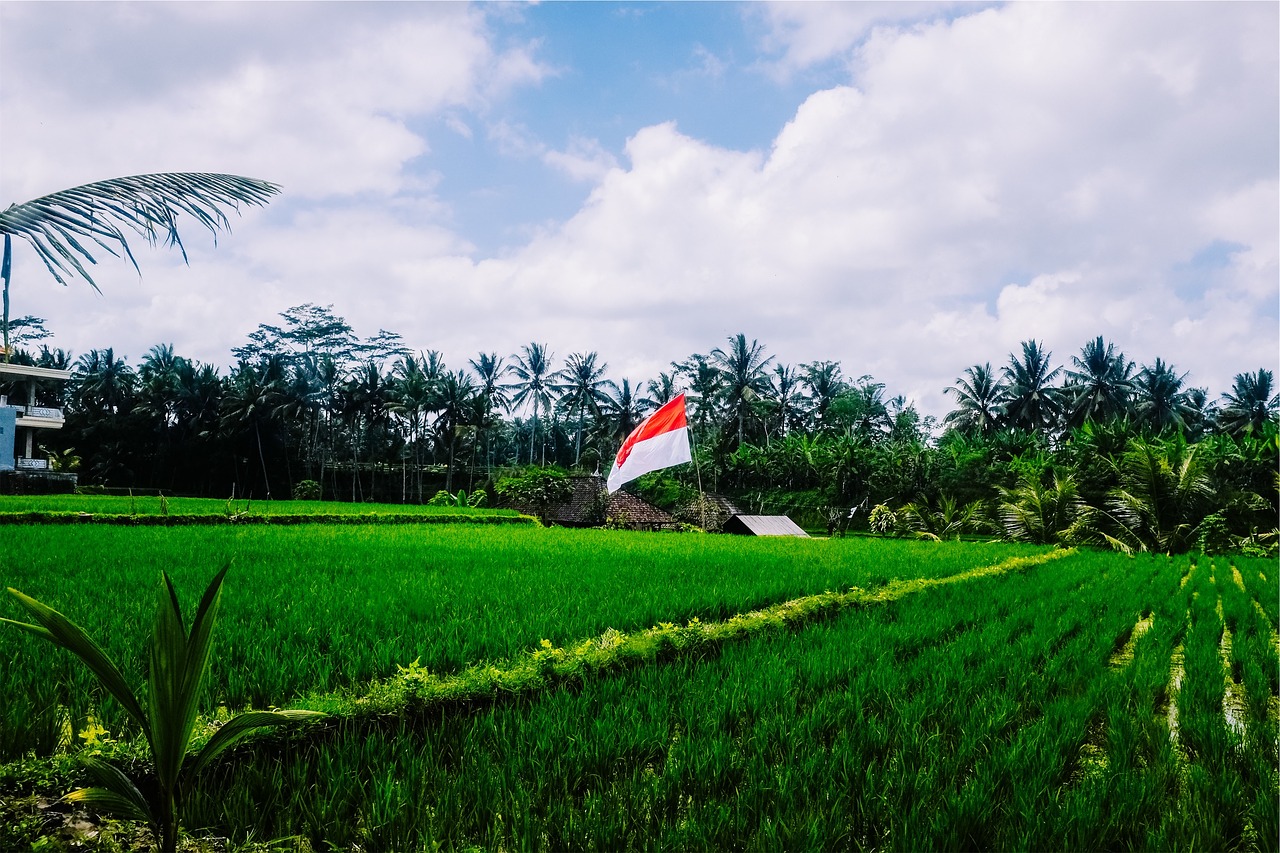 Image - green grass paddies indonesian
