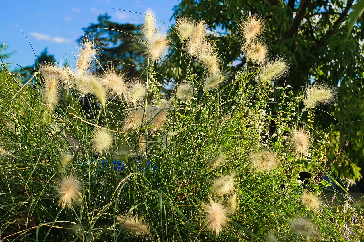 Image - spike plant herb natural garden