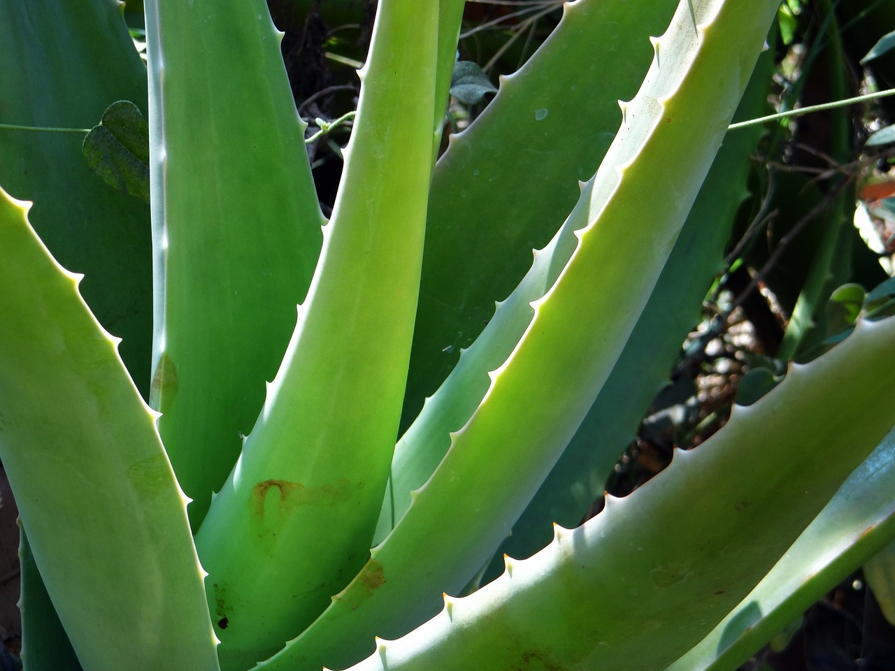 Image - aloe vera plant succulent healing