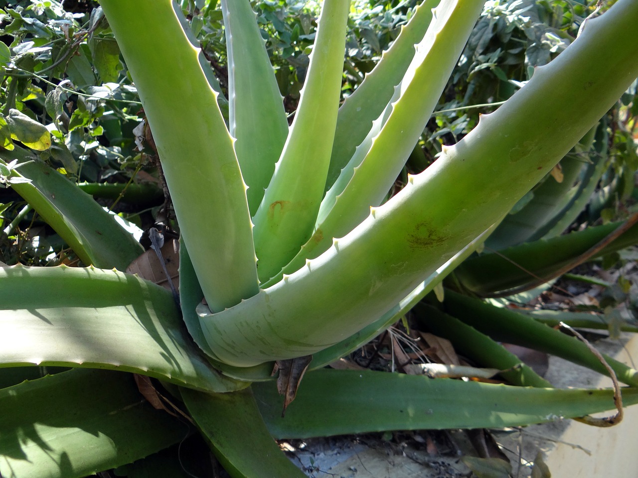 Image - aloe vera succulent plant green
