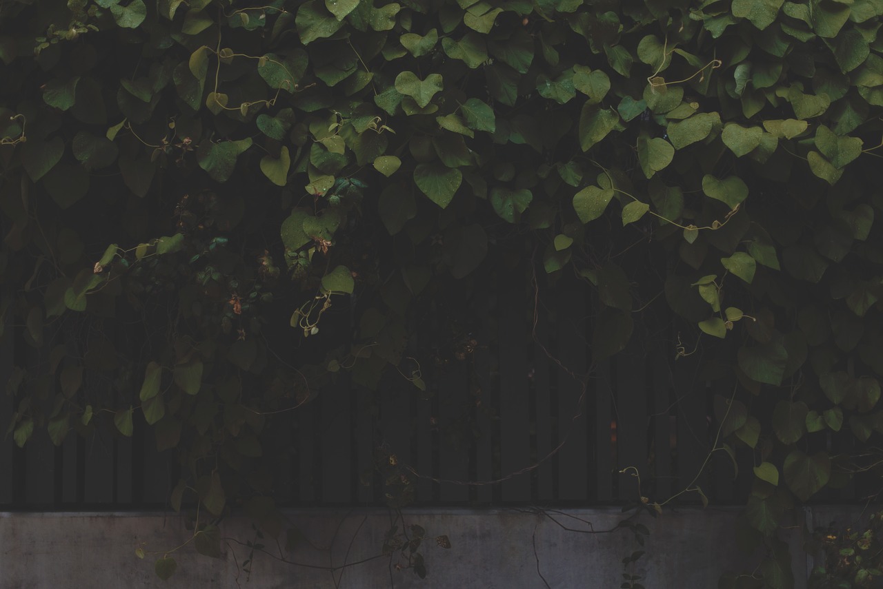 Image - vines leaves fence