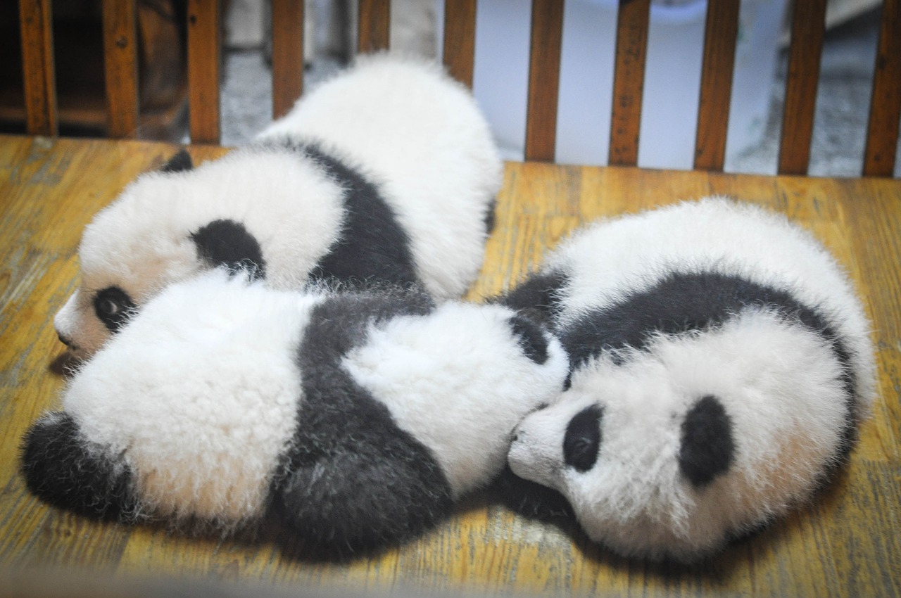 Image - pandas panda bears animals babies