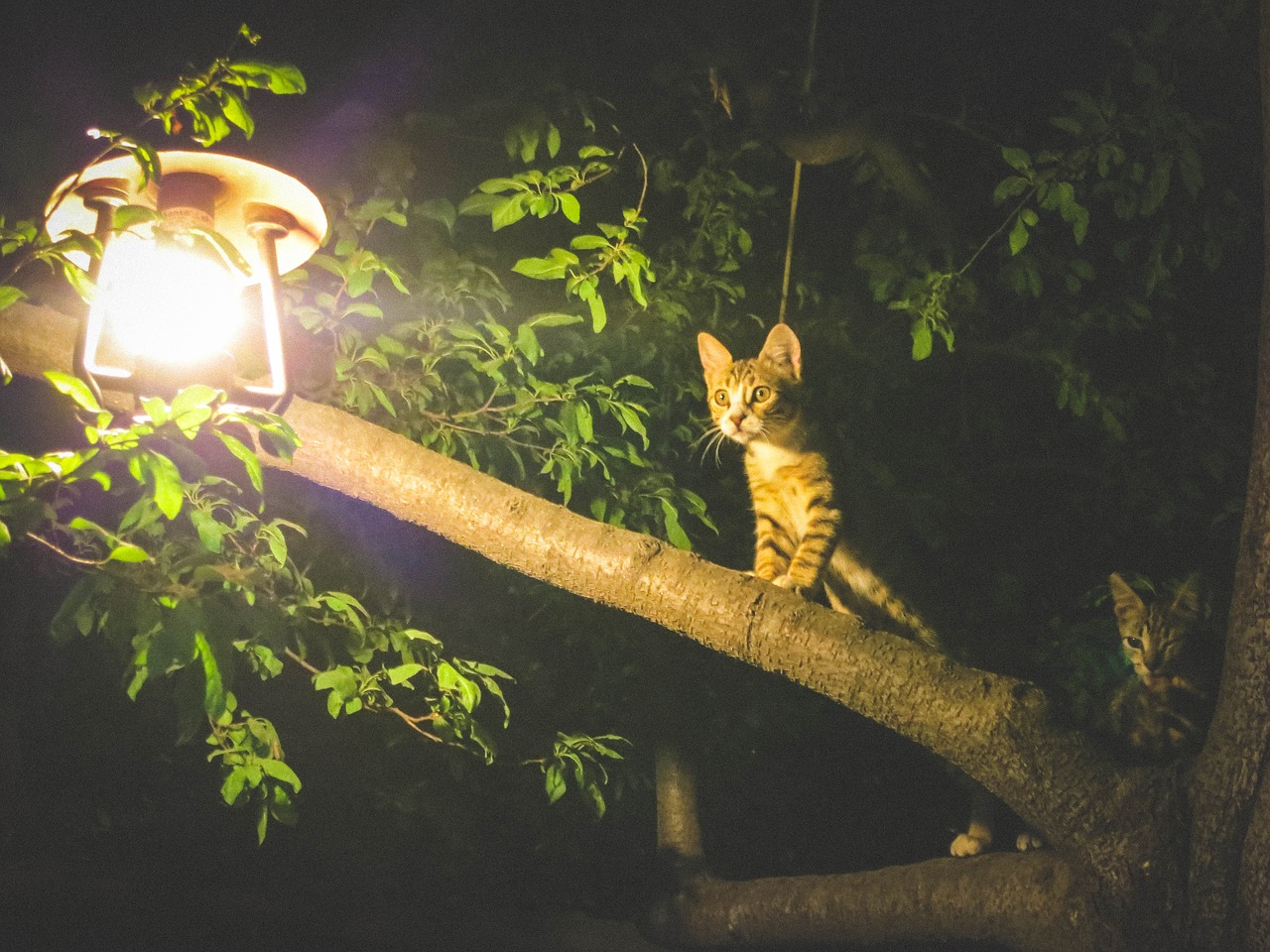 Image - cats animals light bulb tree