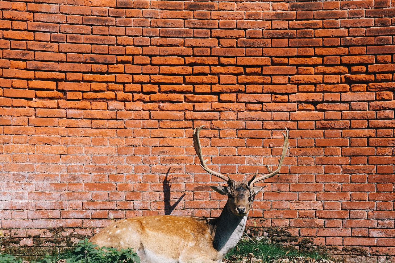 Image - deer antlers animal red bricks