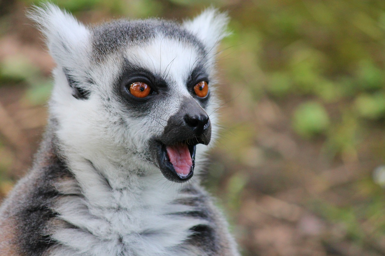 Image - maki lemur lemur monkey scared