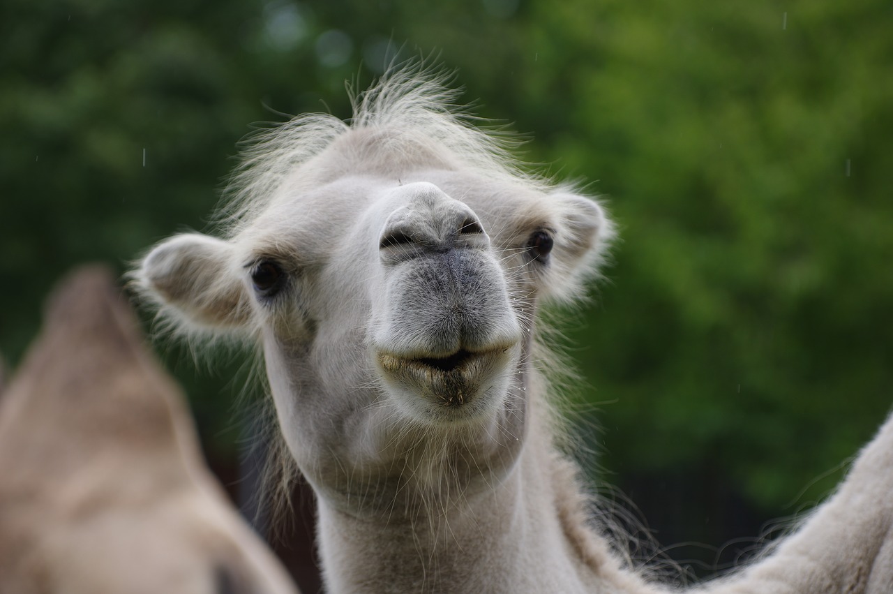 Image - camel face head zoo animal world