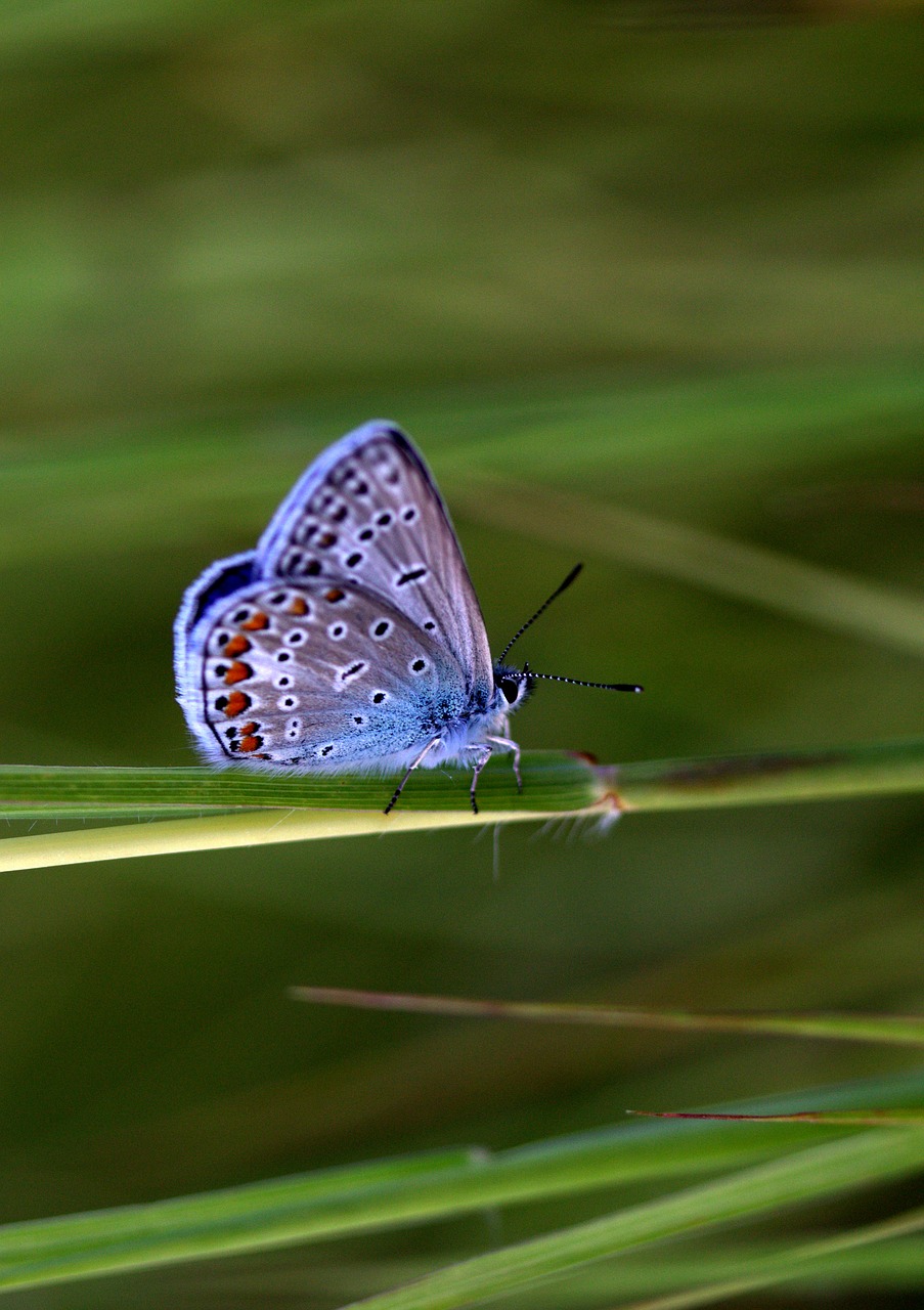 Image - butterfly blue wings plant rest