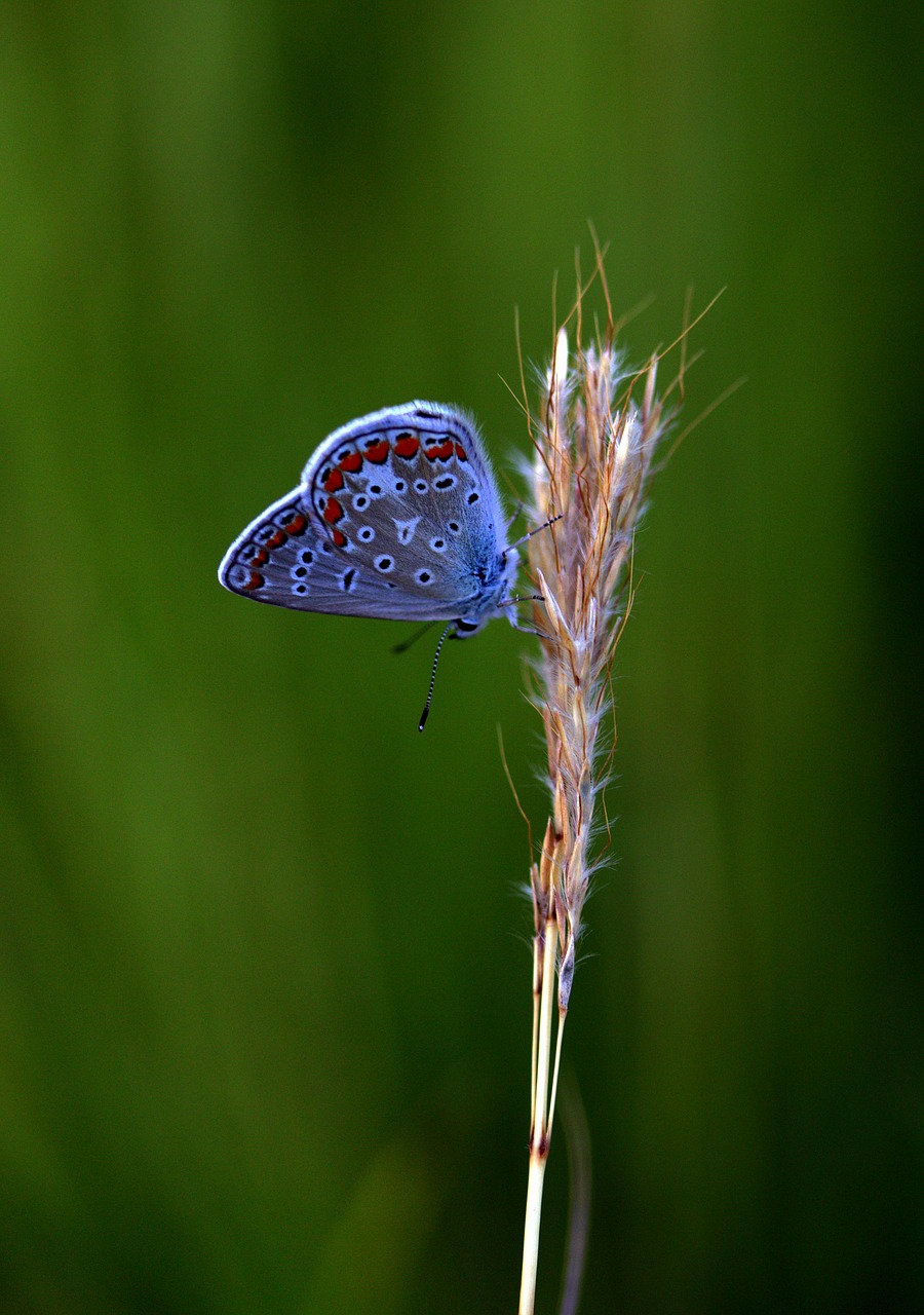 Image - butterfly blue wings plant rest