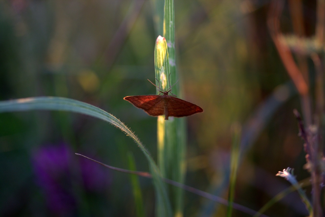Image - butterfly wings red insecta grass