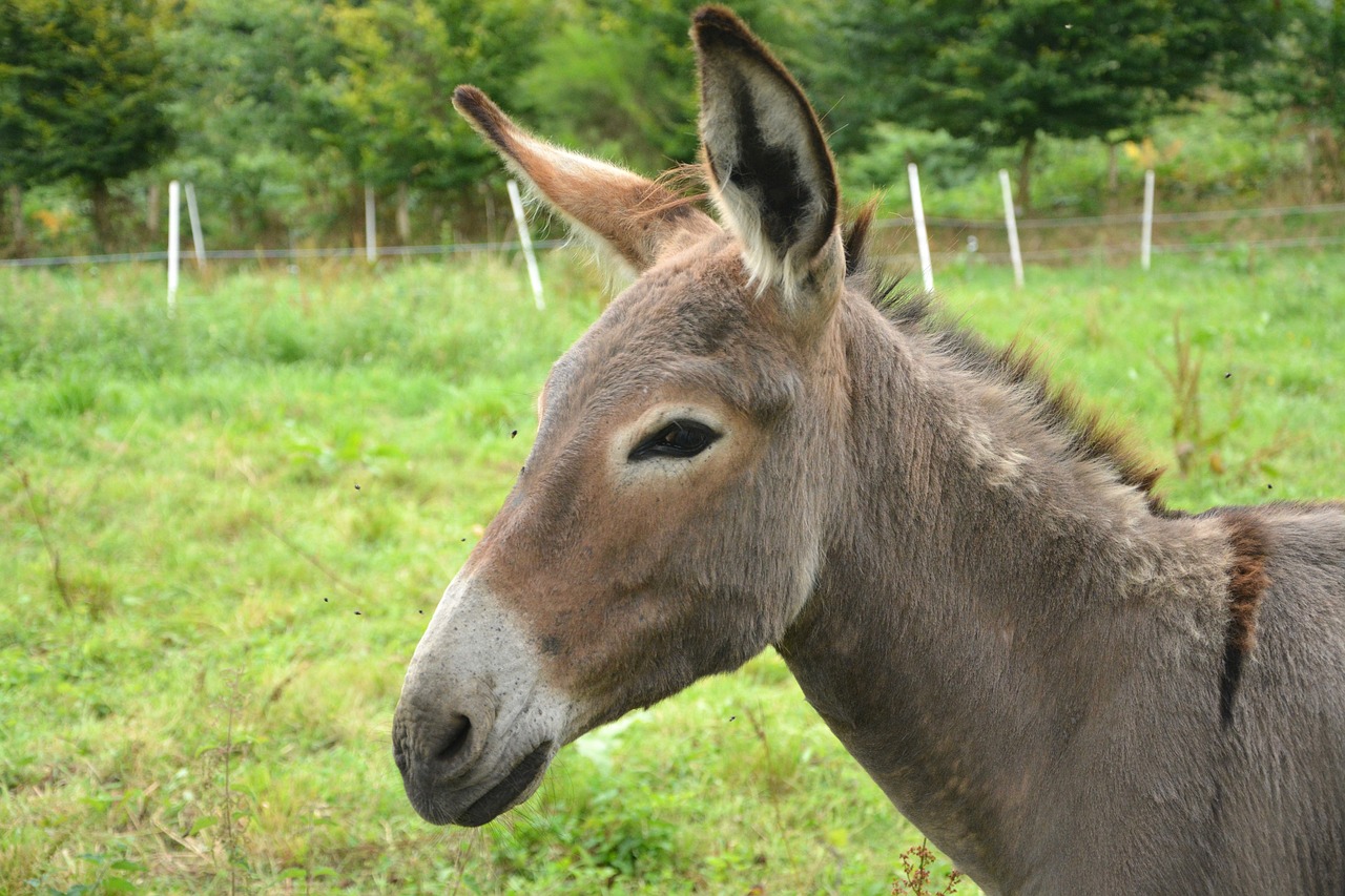 Image - donkey contentin grey