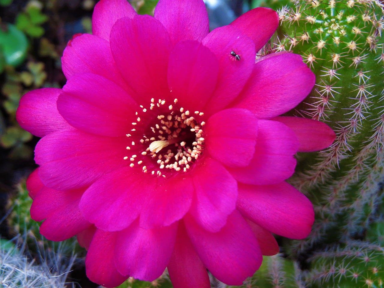 Image - flower red cactus garden